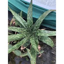 Image result for Aloe greatheadii