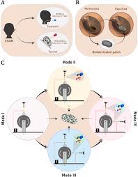 Tunable ciprofloxacin delivery through personalized electrospun patches for  tympanic membrane perforations