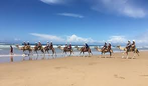 A minibus with dunes & desert panel will pick you up and drive you to our base. Port Stephens Guided Camel Rides Nsw National Parks