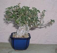 Image result for Corallocarpus welwitschii