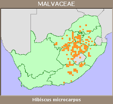 Image result for Hibiscus malacospermus