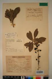 Image result for Pavetta schumanniana