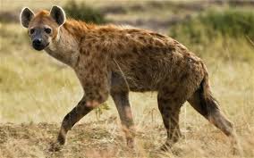 Résultat de recherche d'images pour "hyena"