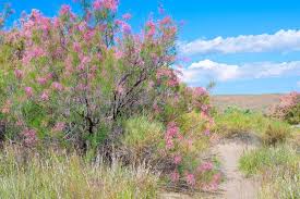 Image result for tamarix ramosissima pink cascade