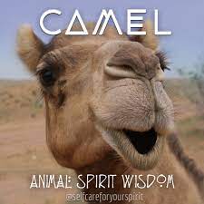 Riding camels through the sahara morocco. Pin On Animal Spirit Readings Animal Medicine