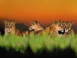 Nature Conservancy Magazine