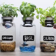 Very Basic Aquaponics Using Jars And Betta Fish In 2020 Mason Jar Herbs Garden Planters Diy Aquaponics System