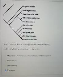 Image result for Thomandersiaceae