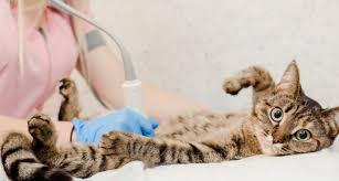 Our mission is to help cats get the best vet care while helping you worry less about the cost of cost of unexpected vet bills. The Cat Vet The Cat Specialist Veterinary Clinic Llc