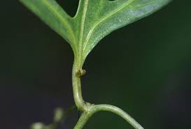 Image result for Adenia stenodactyla