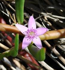 Image result for Sesuvium portulacastrum