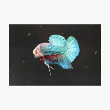 Fins can show a marble like pattern or solid translucent coloration. Halfmoon Marble Betta Poster By Fairy Shrimp Redbubble