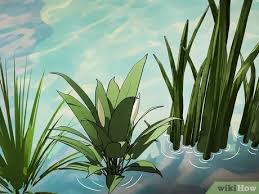 Attracting dragonflies to your garden and backyard requires planting a diverse array of plants. How To Attract Dragonflies Wikihow