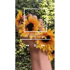 Sunflowers are cheery and happy flowers that make you feel better instantly whenever you look at them. Sunflower Aesthetic Wallpapers Wallpaper Cave