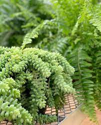 Sedum Donkey S Tail Succulent Succulents Sedum Plant Succulents Garden