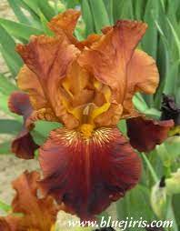 Photo Of Tall Bearded Iris Iris Quest For Fire Uploaded By Calif Sue C T Bearded Iris Iris Bloom