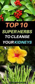 Top 10 Super Herbs To Cleanse Your Kidneys In 2020 Herbs Kidney Health Medicinal Plants