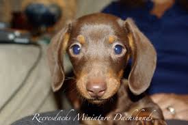 Dachshund puppies for sale in pa cheap. Reevesdachs Miniature Dachshunds