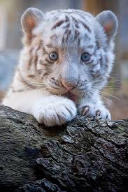 Tumblr Animals Cute Baby Animals Cute Animals