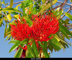 Image result for Impatiens oreocallis