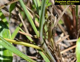 Image result for Paspalum plicatulum
