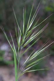 Image result for Bromus diandrus