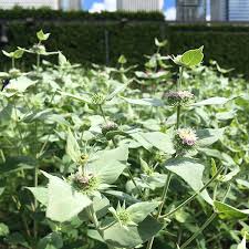 Maybe you would like to learn more about one of these? Blunt Mountain Mint Pycnanthemum Muticum Lurie Garden