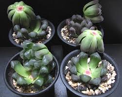 ハオルチア オブツーサ葉挿し 空中庭園 Haworthia Jp Weblog