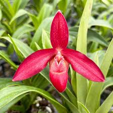 Image result for Phragmanthera edouardii