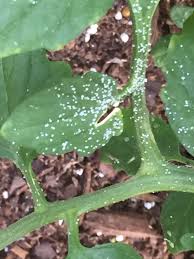 Tomato Leaves Stippled With Tiny White Spots With Wholes 313685 Ask Extension
