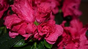 Wallpaper Roses 5k 4k Wallpaper Flowers Drops Red Nature 5691