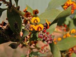 Image result for Markhamia obtusifolia