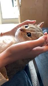 Pin By Davut Aslan On Baby Pet Cat And Dog Video In 2020 Cute Baby Animals Cute Animals Cute Baby Cats