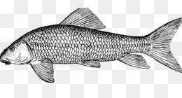 Check spelling or type a new query. Nila Png And Nila Transparent Clipart Free Download Cleanpng Kisspng