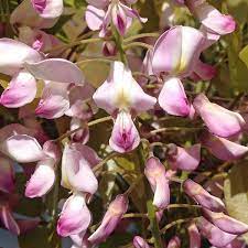Check spelling or type a new query. Wisteria Floribunda Honbeni Buy Vines Online Forestfarm