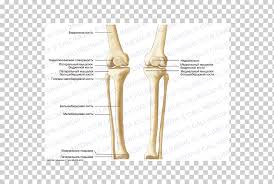Activity 4.6 labeled muscle diagram. Finger Knee Human Leg Bone Crus Tibia Bone Hand Anatomy Arm Png Klipartz