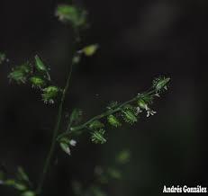 Image result for Pseudechinolaena