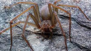 Ce service gratuit de google traduit instantanément des mots, des expressions et des pages web du français vers plus de 100 autres langues. Une Nouvelle Espece D Araignee Dont Le Venin Detruit La Peau Decouverte Au Mexique