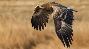 Eagles live, the millennium concert, and long road out of eden. Migrating Russian Eagles Run Up Huge Data Roaming Charges Bbc News