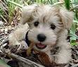 Schnoodle Dog - Your Complete Guide to the Schnauzer ...