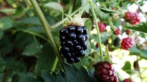 Die früchte gibt es in den sorten brombeere, erdbeere, guanabanana, kokosnuss, maracuja, physalis und ananas. Obstgeholze Baumschule Erhardt