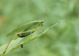 Erythrism in katydids has been occasionally observed. Katydid Garden Pests How To Get Rid Of Katydid Bugs