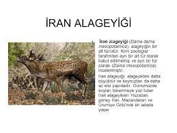 Ulkemizde Soyu Tukenmekte Olan Hayvanlar Ppt Video Online Indir