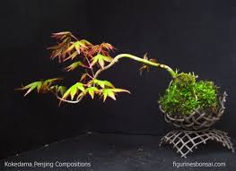 Kokedama directly translates as moss ball from japanese. Kokedama Penjing Compositions Japanese Maple Bonsai Bonsai Plants Kokedama