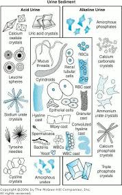 Veterinary Medical Facts Vet Tech School Vet Tech Student Vet Medicine