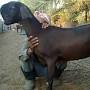 Damascus goat adult from m.facebook.com