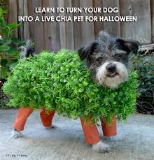 So let's set aside the chia pet planter and grow chia microgreens as a crop! How To Turn Your Dog Into A Live Chia Pet This Halloween If It S Hip It S Here