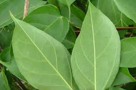 Image result for Pyrostegia