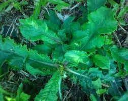Jenis Tanaman Obat Tapak Liman Tanaman Obat Tanaman Perkebunan Sayur