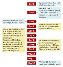 Canine Parvovirus Type 2 Cpv2 Microbewiki